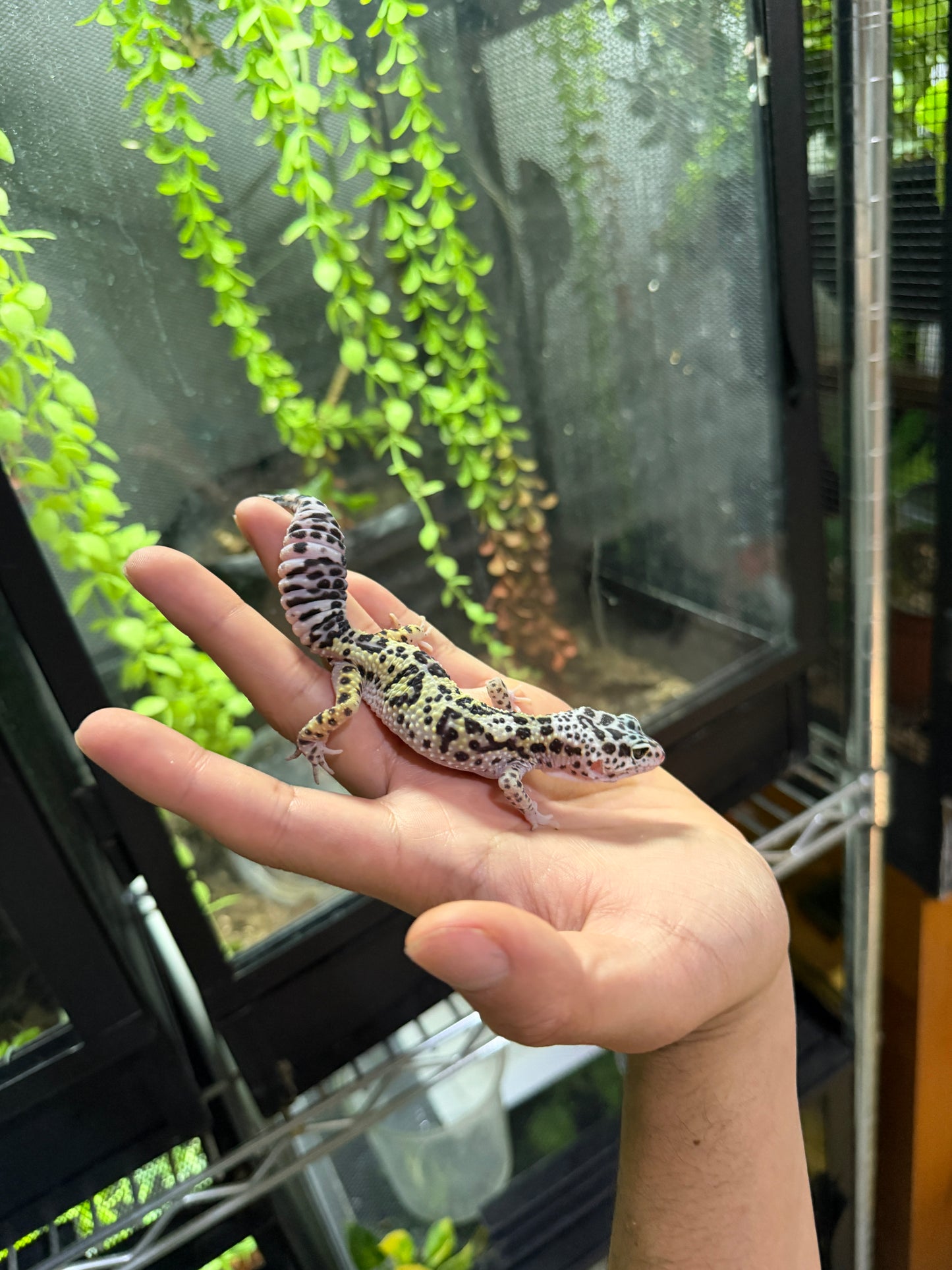 GECKO LEOPARDO MACK SNOW HEMBRA 6329