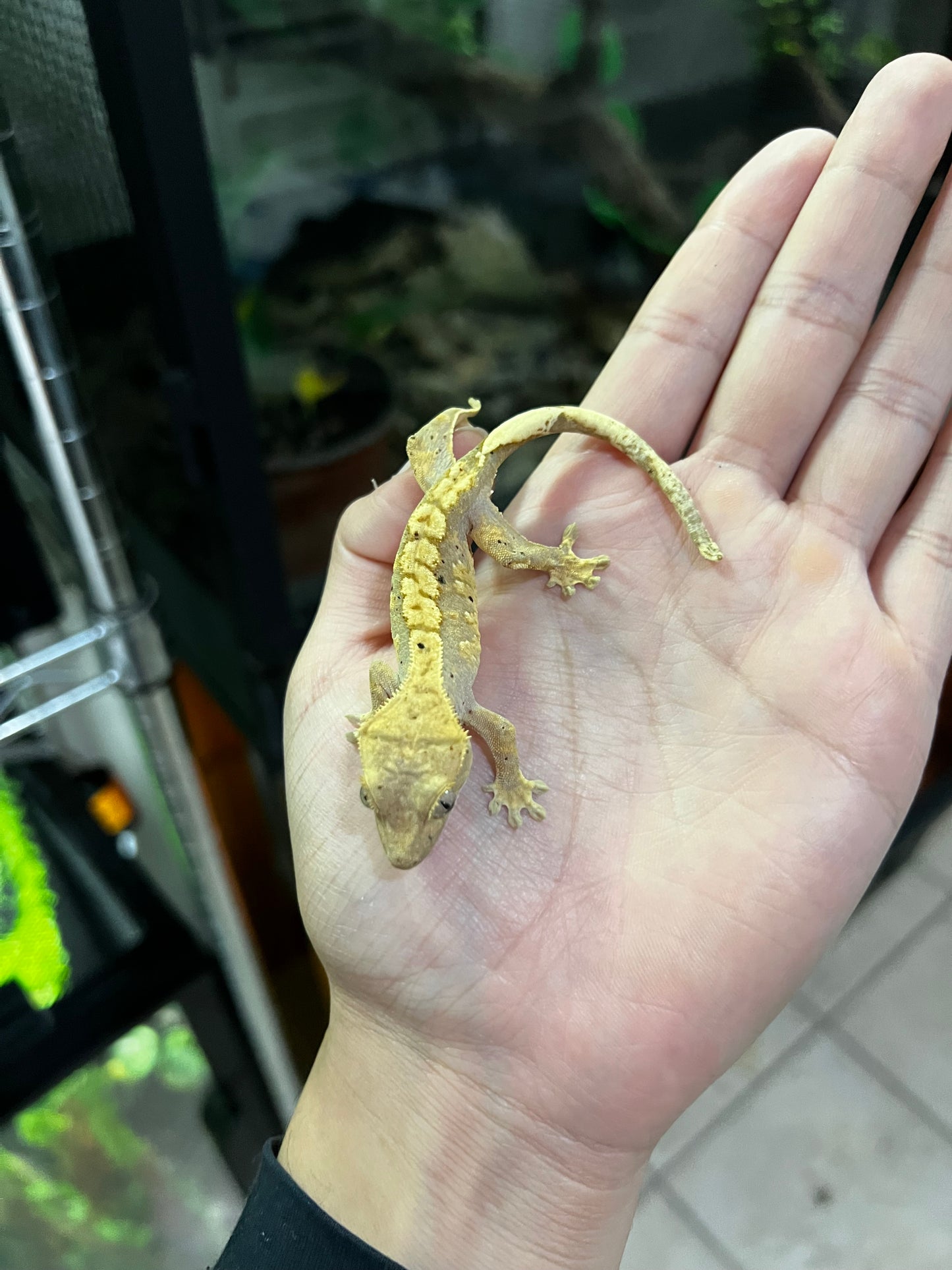 GECKO CRESTADO Harleyqueen dalmatian