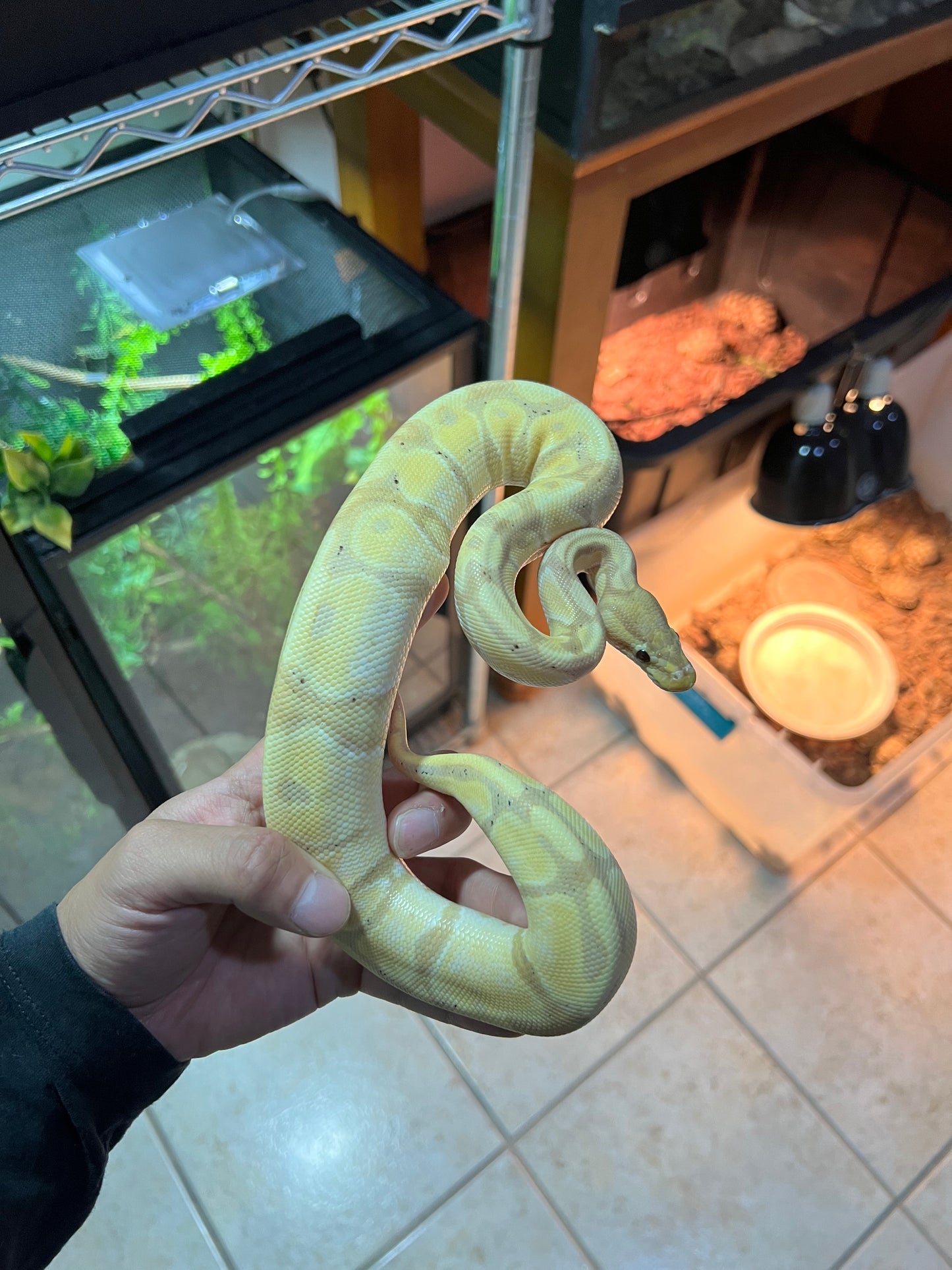 PITÓN BOLA BANANA MOJAVE SUB ADULTO 23