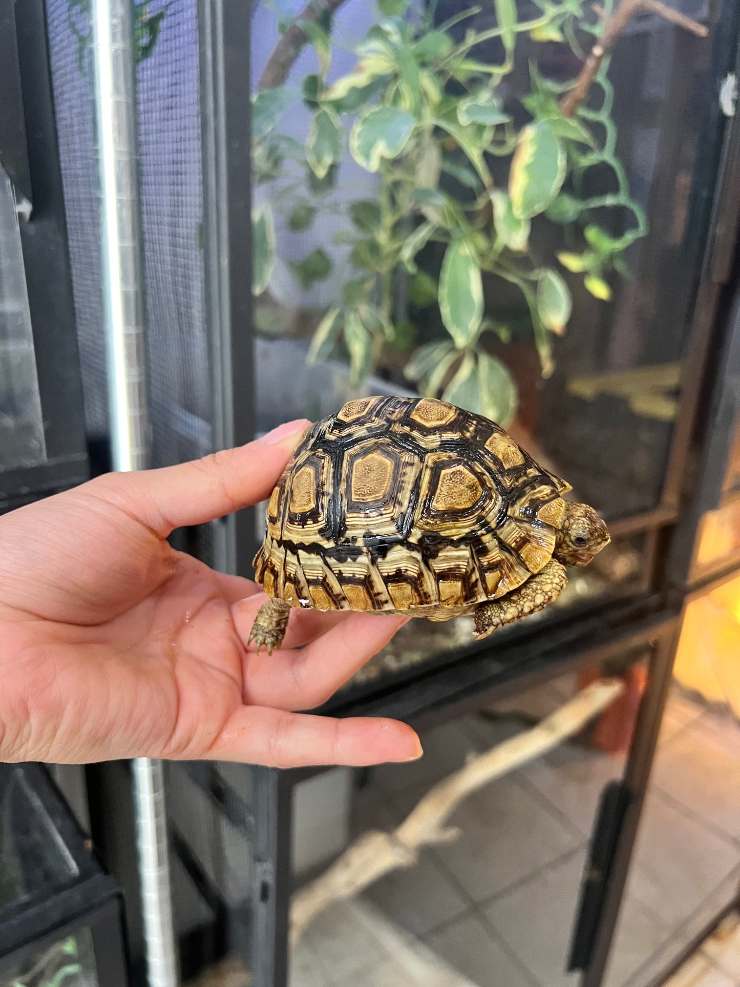 Tortuga leopardo juvenil 23