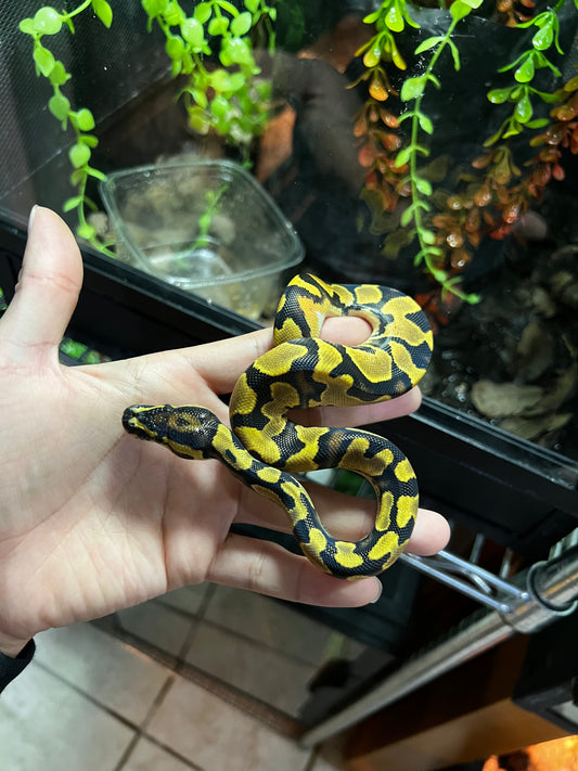 ORANGE DREAM YELLOW BELLY MACHO 62