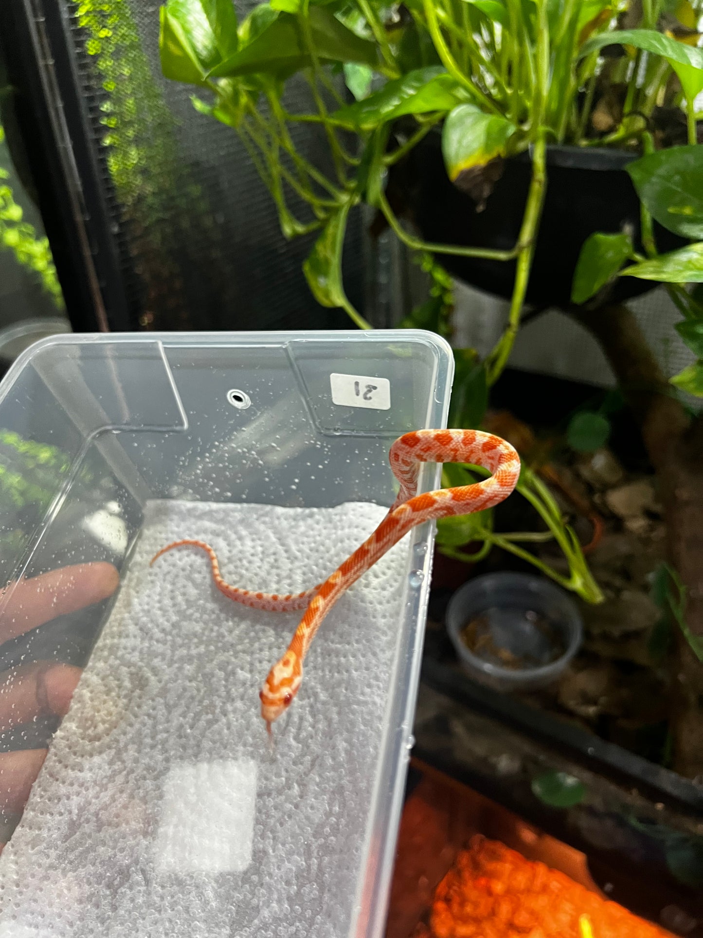 SERPIENTE MAICERA AMEL MACHO 31
