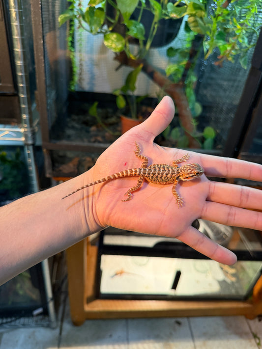 DRAGÓN BARBUDO HYPO 14