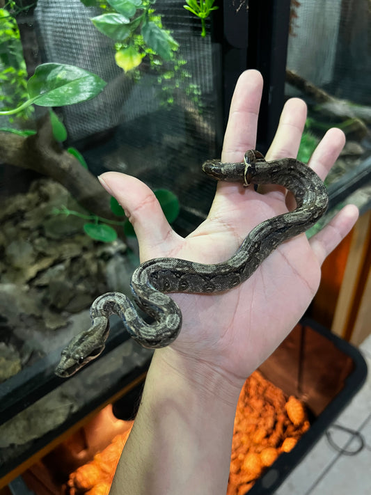 BOA MEXICANA HEMBRA 13