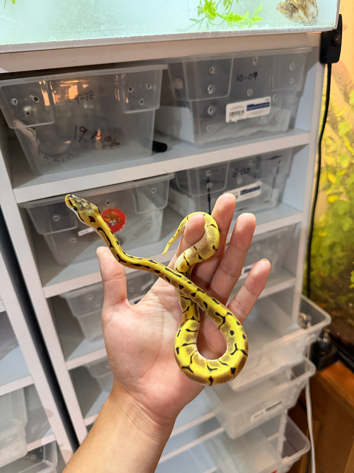 PITÓN BOLA SPIDER ENCHI ORANGE DREAM HET PIED HEMBRA 11-10