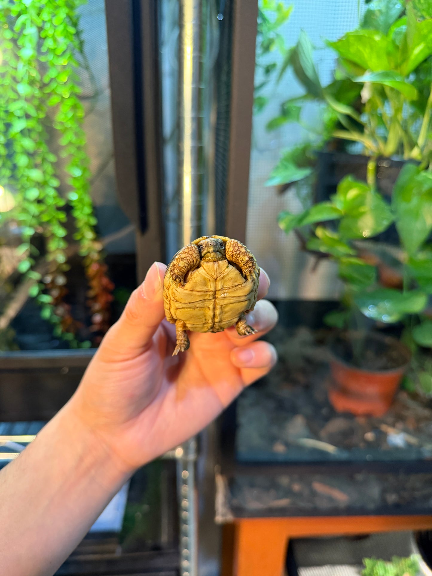 TORTUGA LEOPARDO 2 (Stigmochelys pardalis) CITES2025