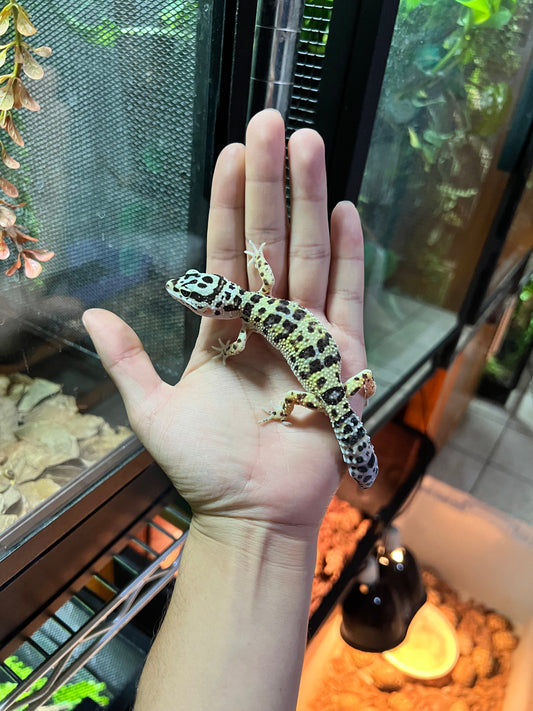 MACK SNOW JUNGLE HEMBRA 32