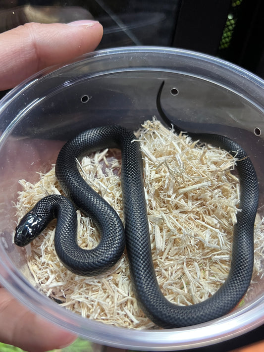 REY NEGRA MEXICANA CBB 52