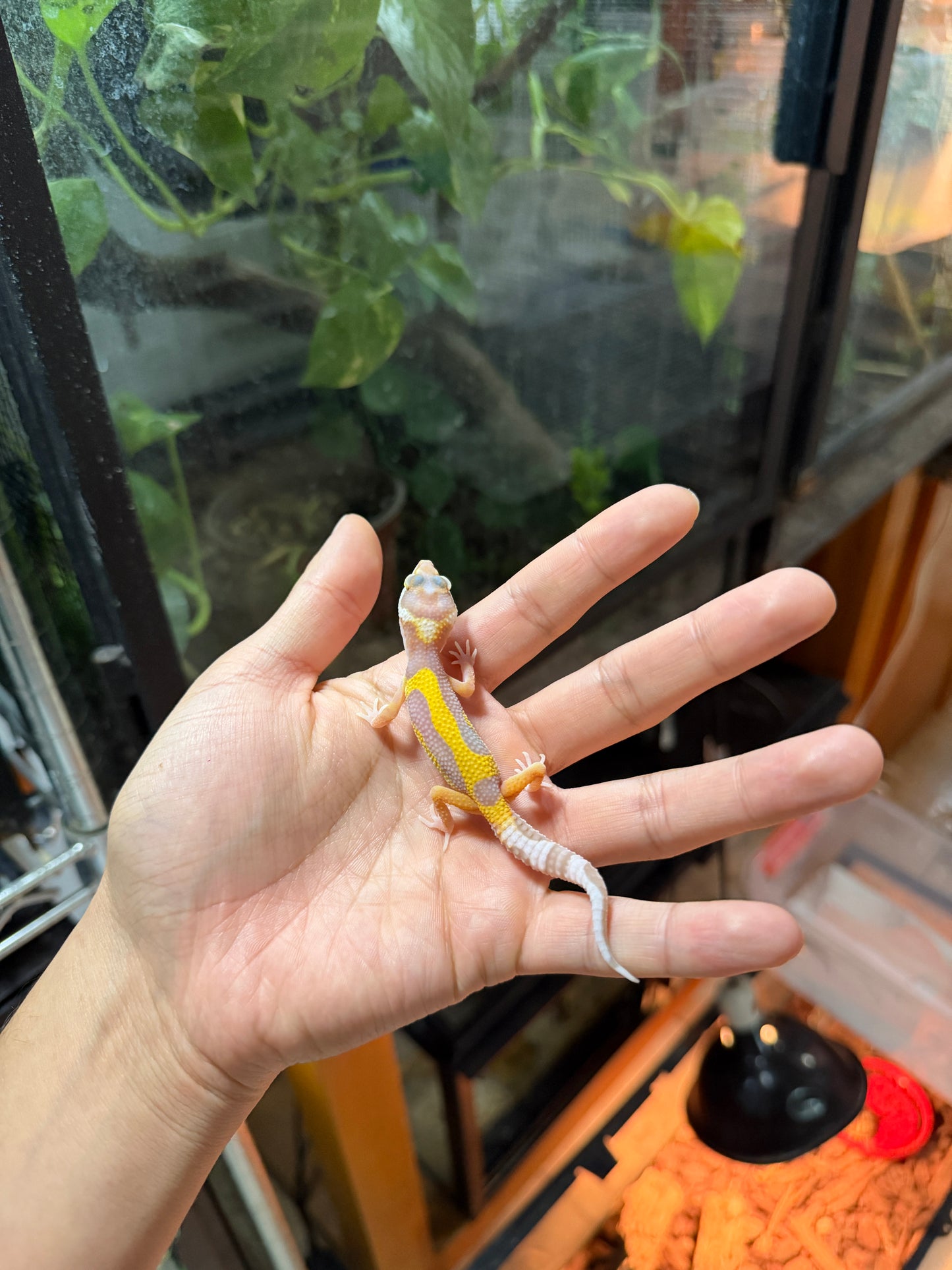 GECKO LEOPARDO ALBINO TREMPER REVERSE STRIPE 54