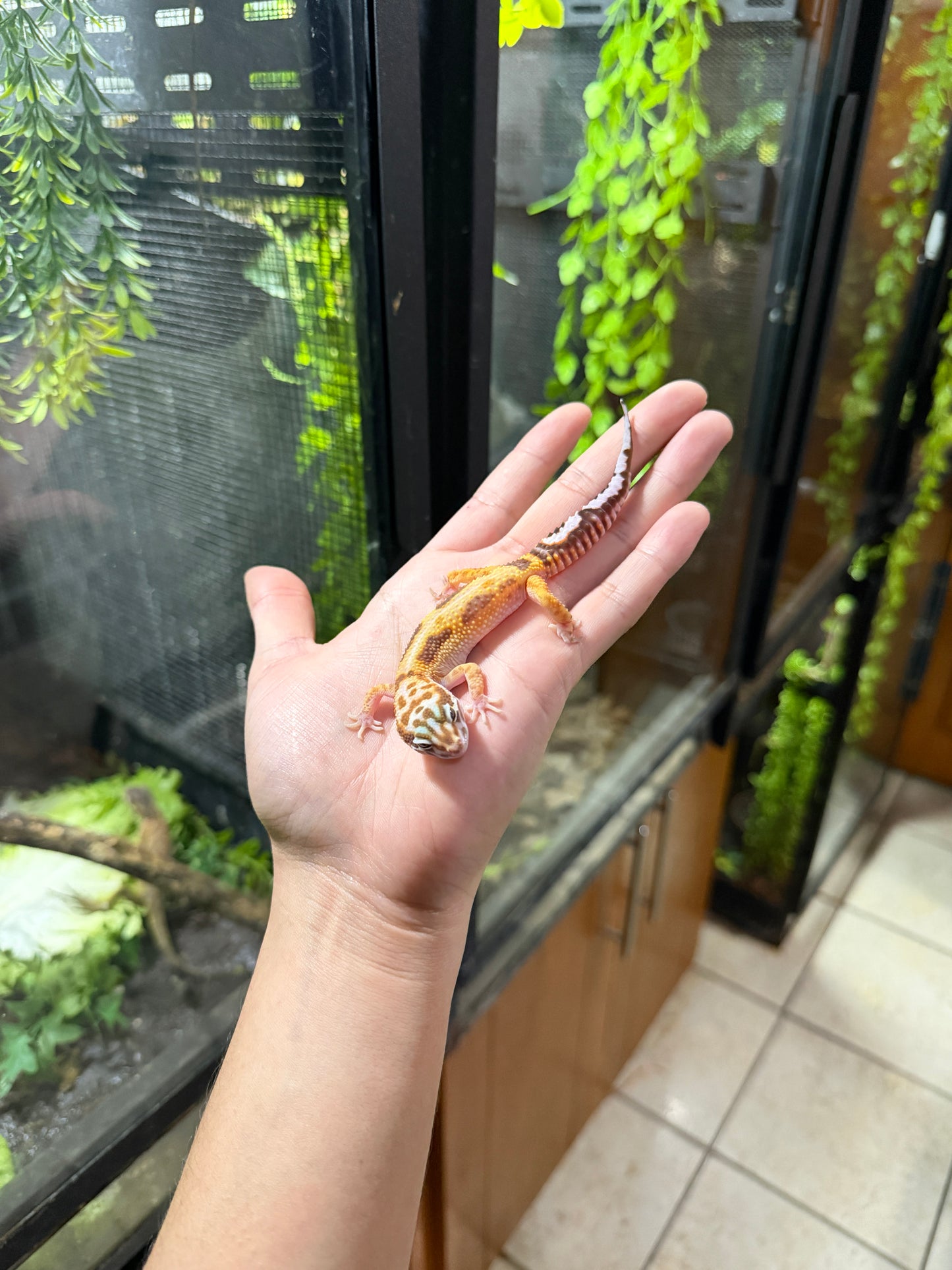 Gecko leopardo JUNGLE 33