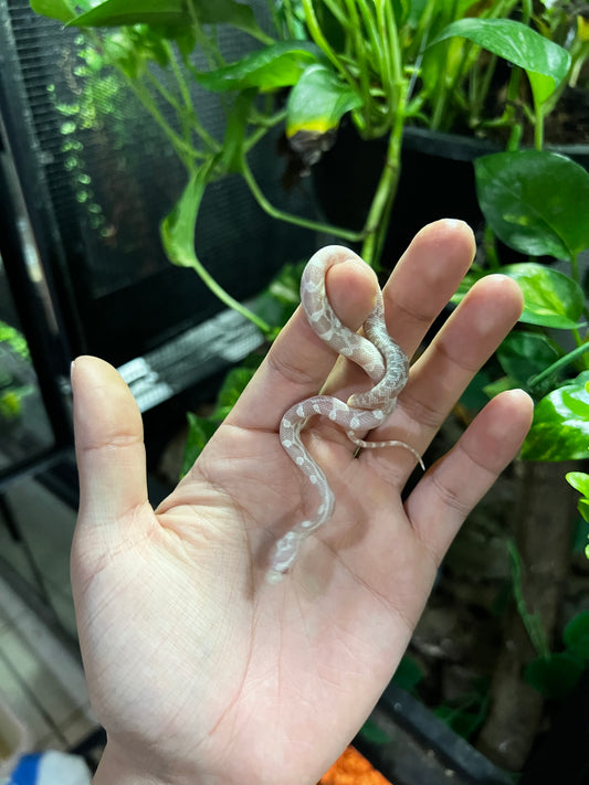 SERPIENTE MAICERA SNOW HEMBRA 49