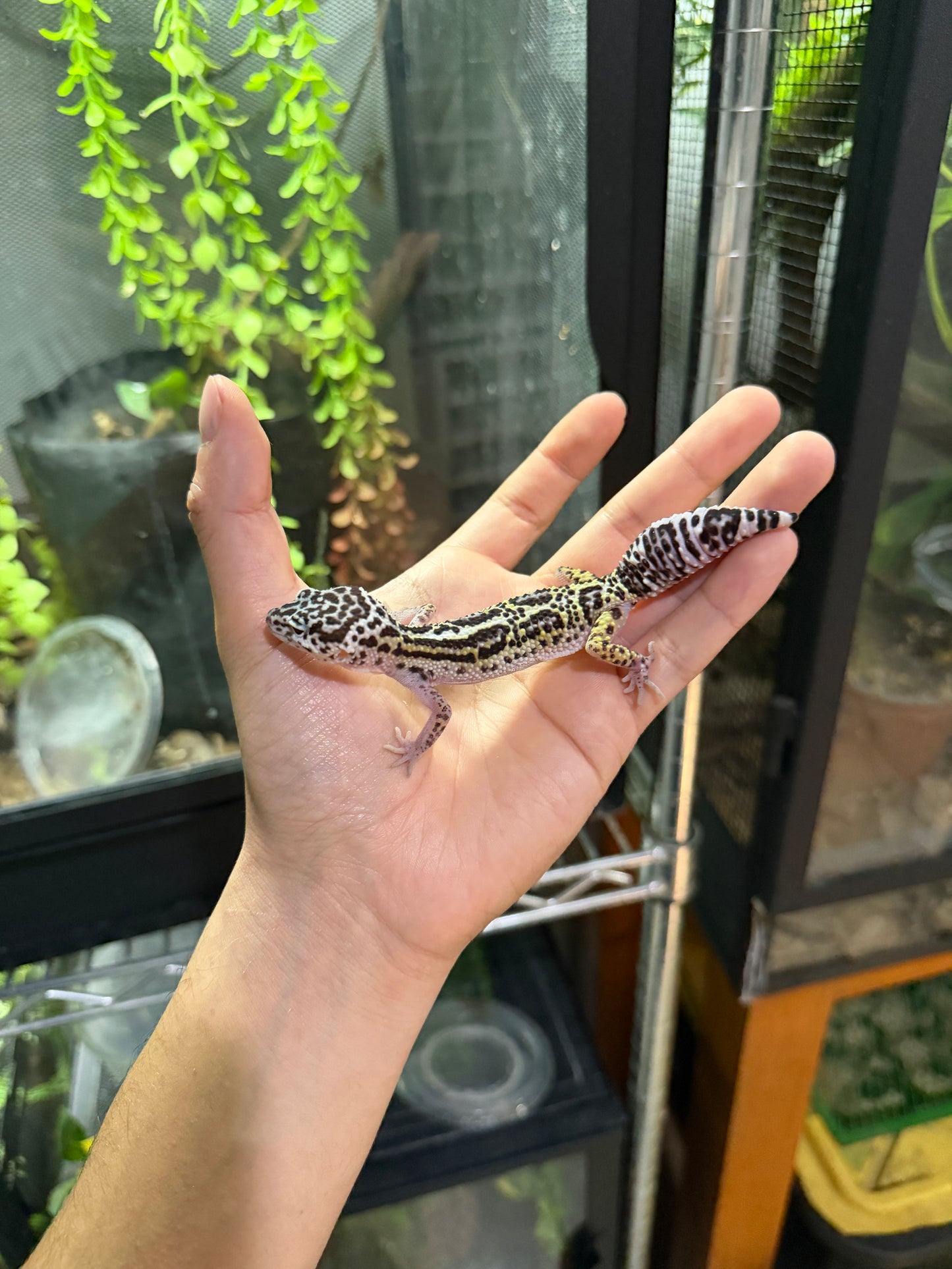 GECKO LEOPARDO MACK SNOW JUNGLE HEMBRA 6317