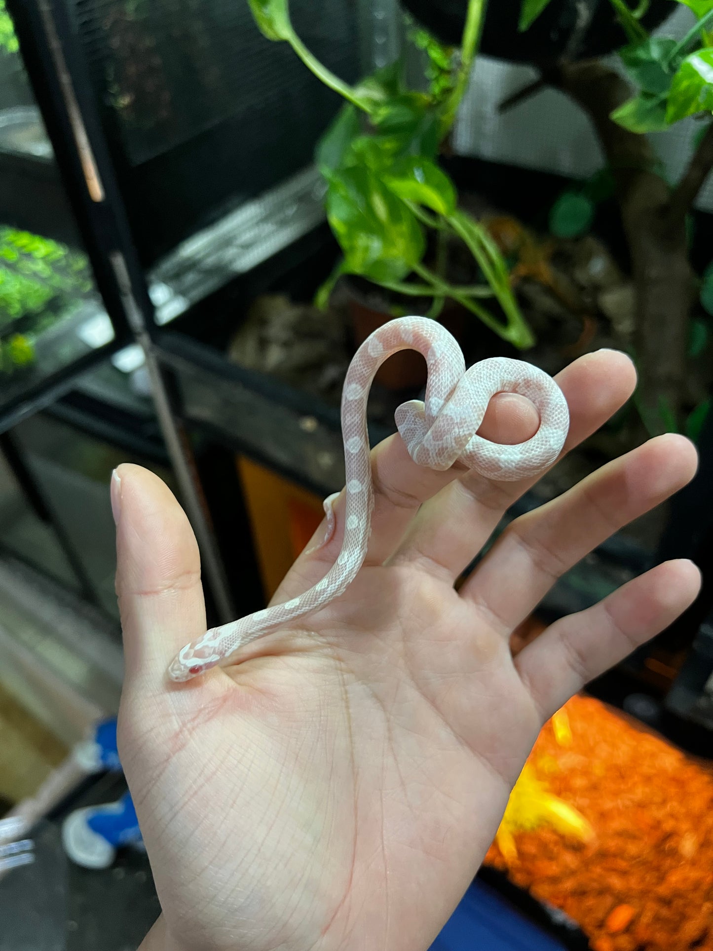 SERPIENTE MAICERA SNOW HEMBRA 45