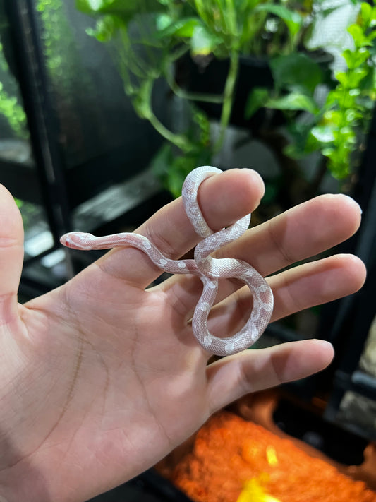 SERPIENTE MAICERA SNOW HEMBRA 43