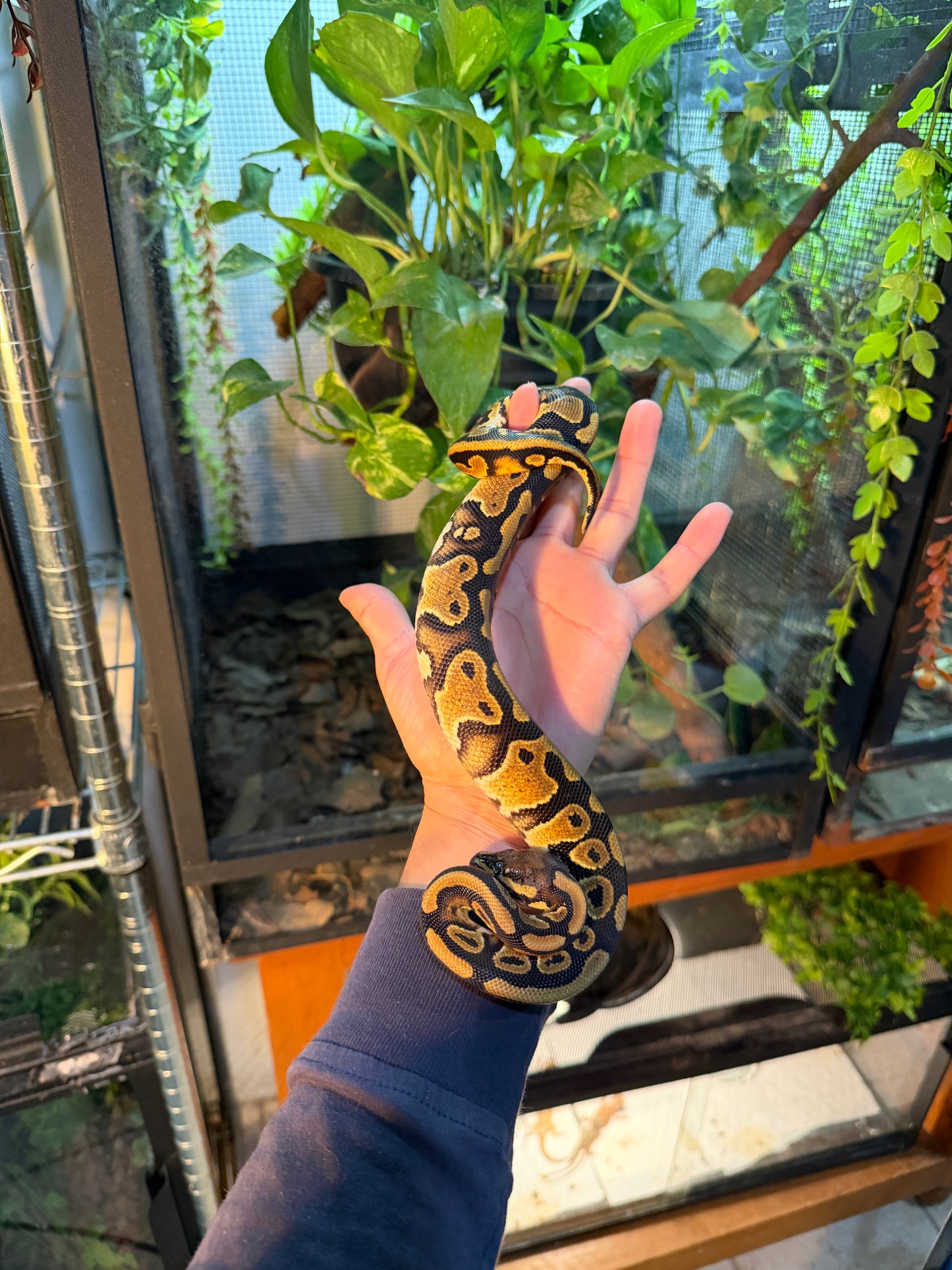 PITÓN BOLA NOMINAL HEMBRA 2