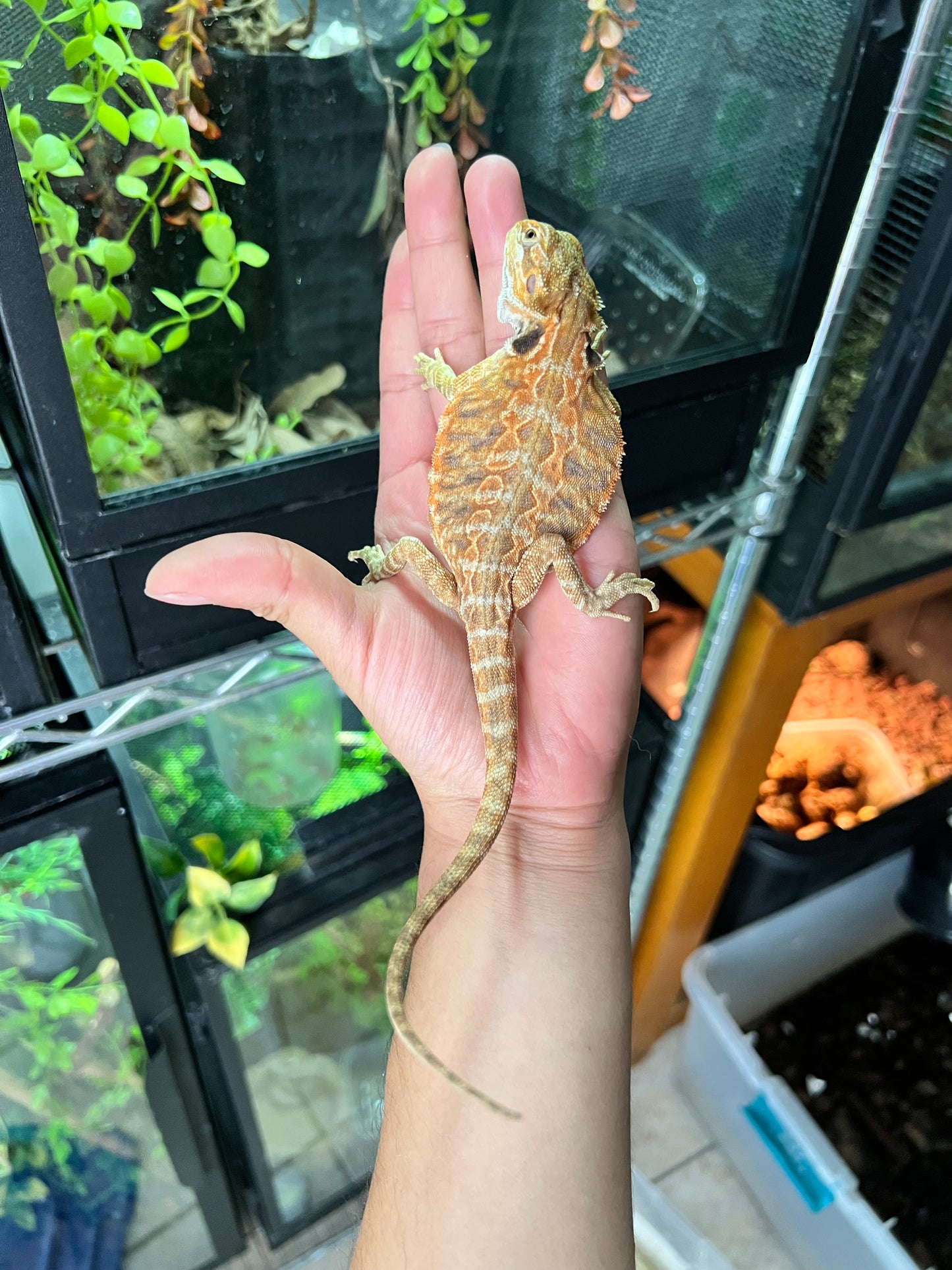 Dragón barbudo leatherback hypo 8