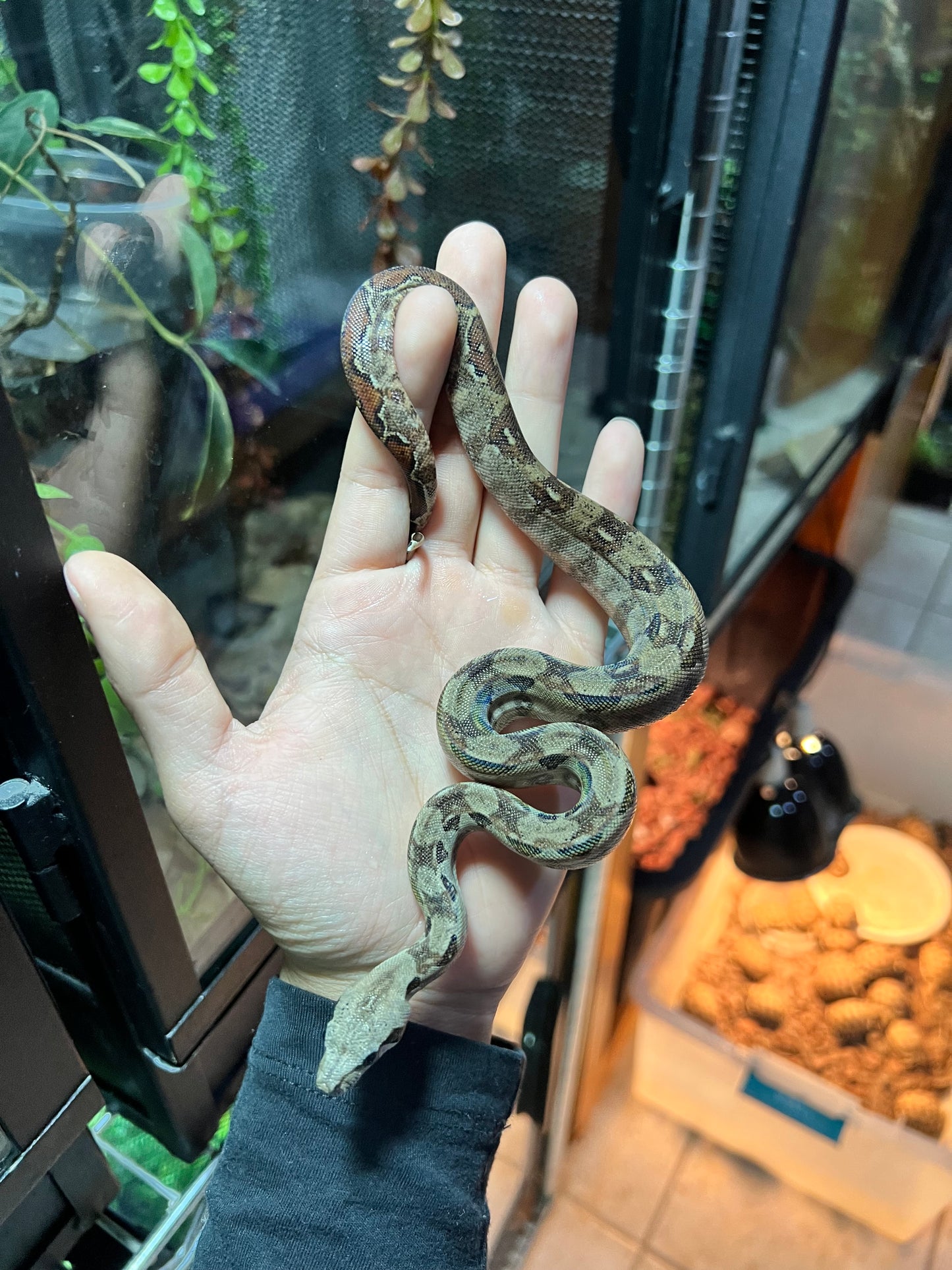 BOA MEXICANA LOCALIDAD VERACRUZ CBB