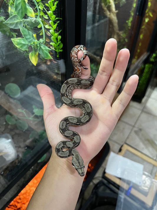 BOA MEXICANA LOCALIDAD VERACRUZ HEMBRA 97