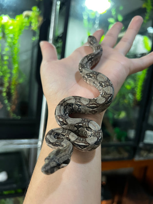 LOCALIDAD OAXACA MACHO 76