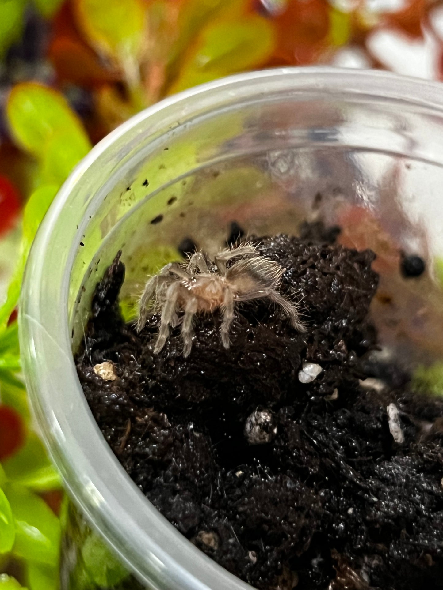 Ling Tarántula veracruzana (tliltocatl kahlenbergi) anexo última foto de un ejemplar adulto)