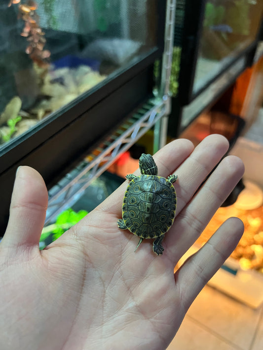 TORTUGA PAVOREAL NACIDAS EN UMA