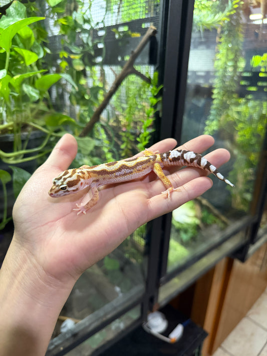 Gecko leopardo TREMPER JUNGLE HC 450