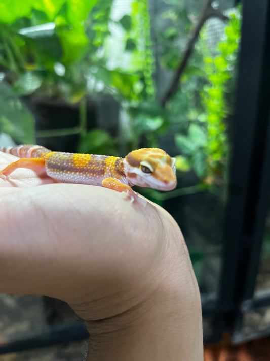 TANGERINE TREMPER 3