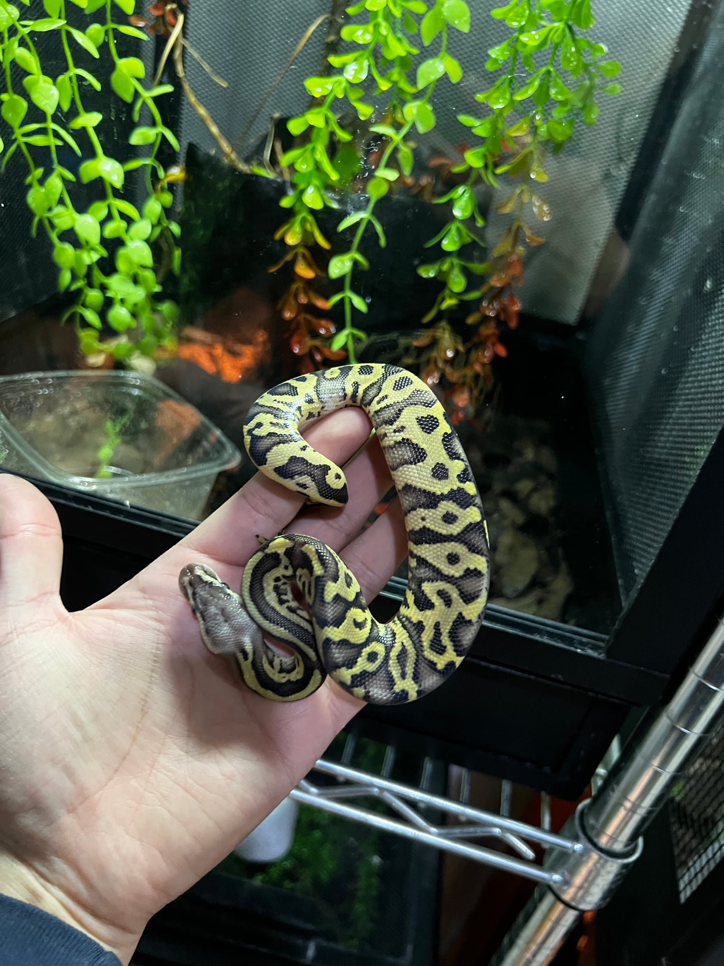 MOJAVE PASTEL HGW MACHO 38