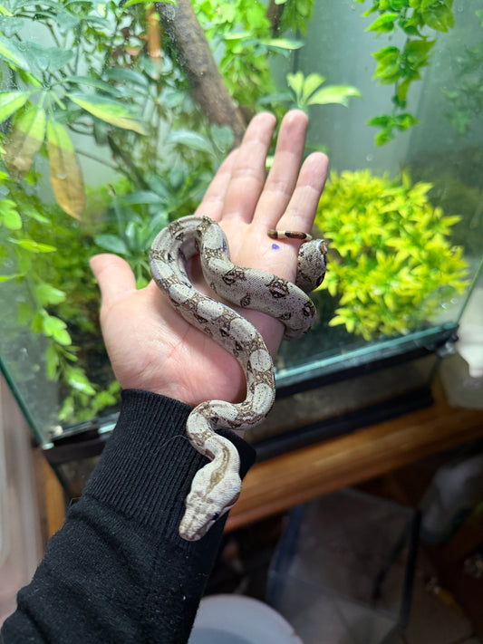 BOA MEXICANA LOCALIDAD SONORA HEMBRA SH5