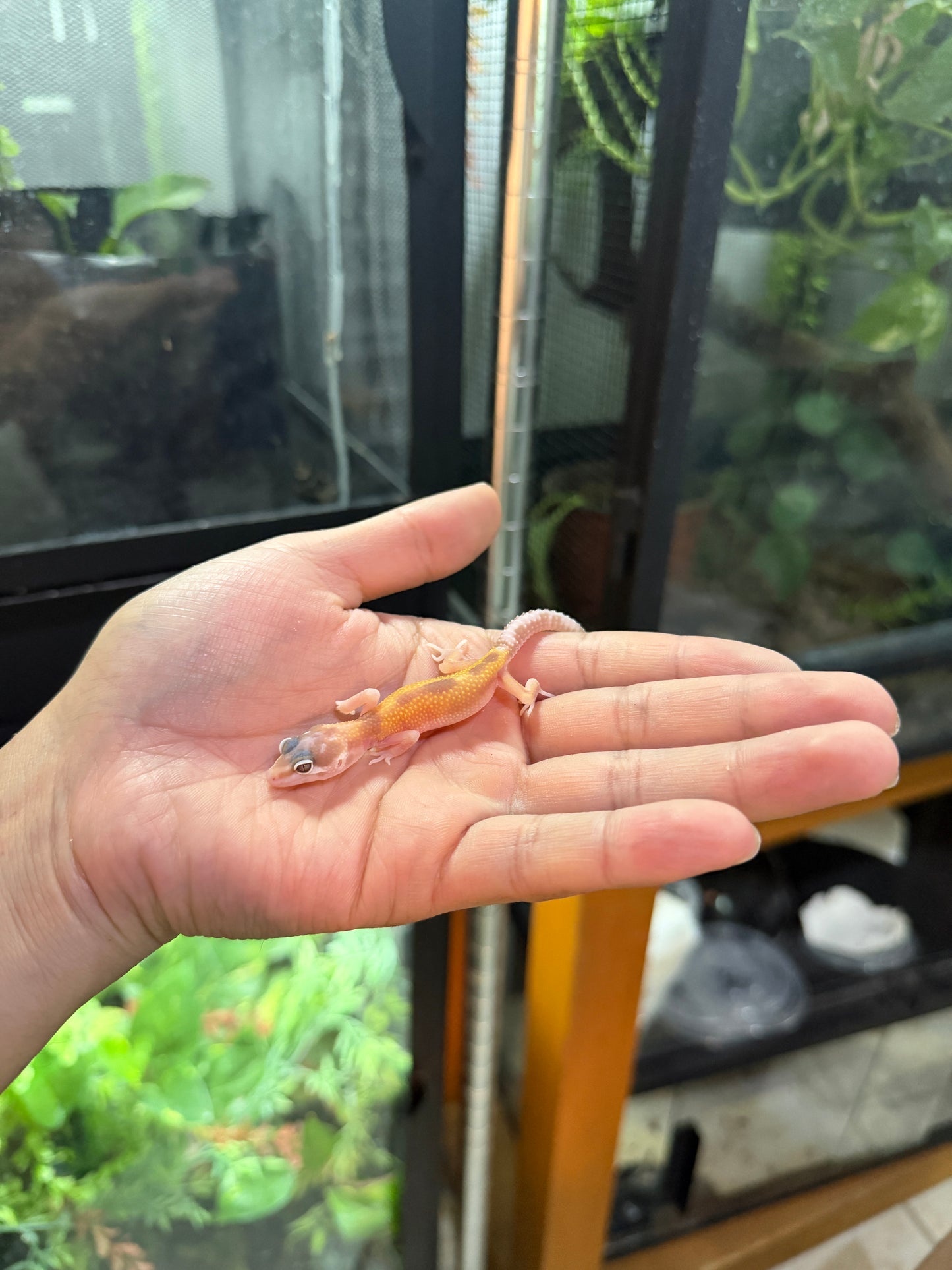 GECKO LEOPARDO MACK SNOW ALBINO TREMPER TANGERINE