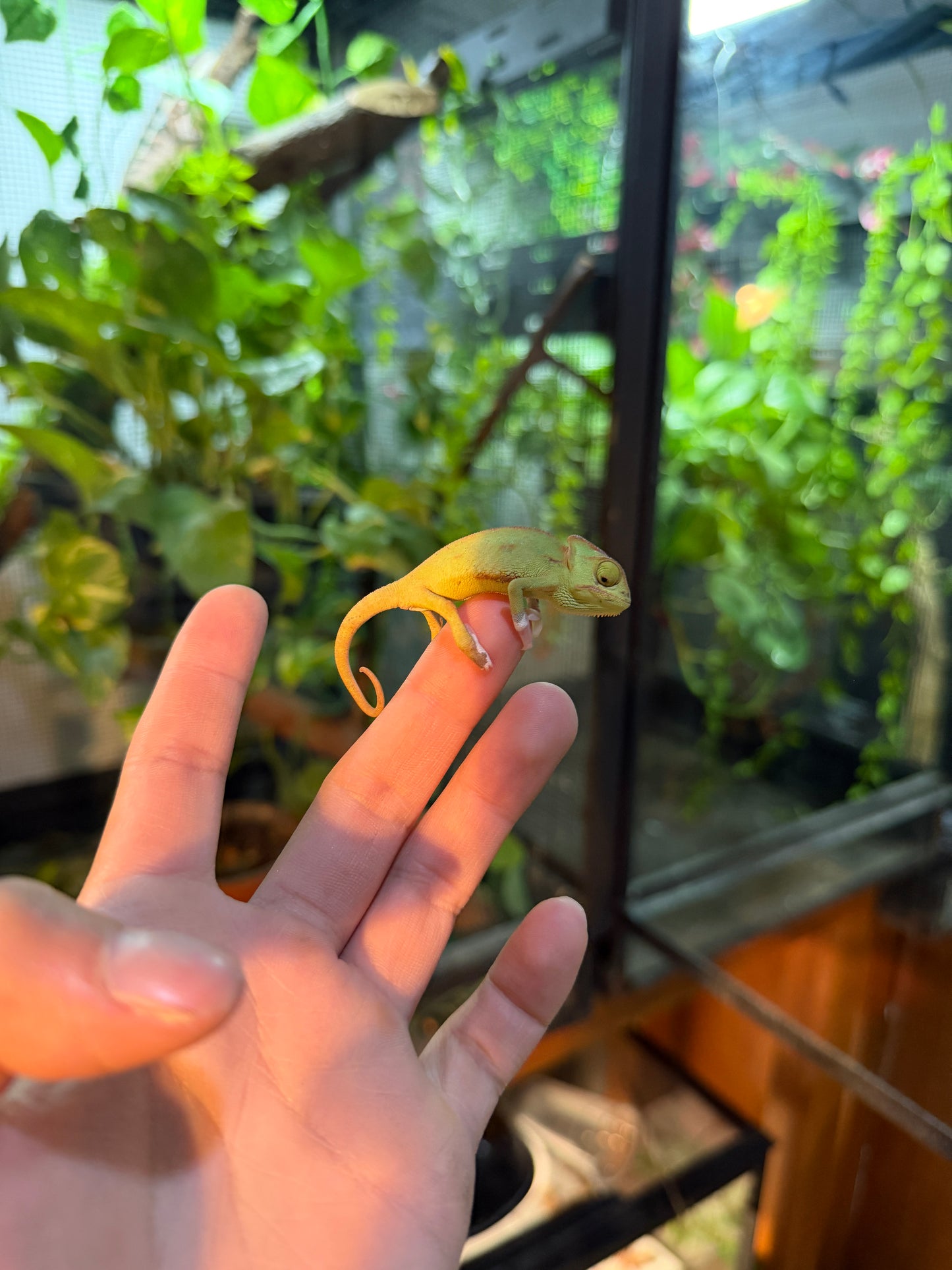 CAMALEONES DE VELO CRÍAS WHITE FEET CON APROVECHAMIENTO EMITIDO POR SEMARNAT