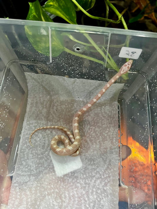 SERPIENTE MAICERA SNOW MACHO 36