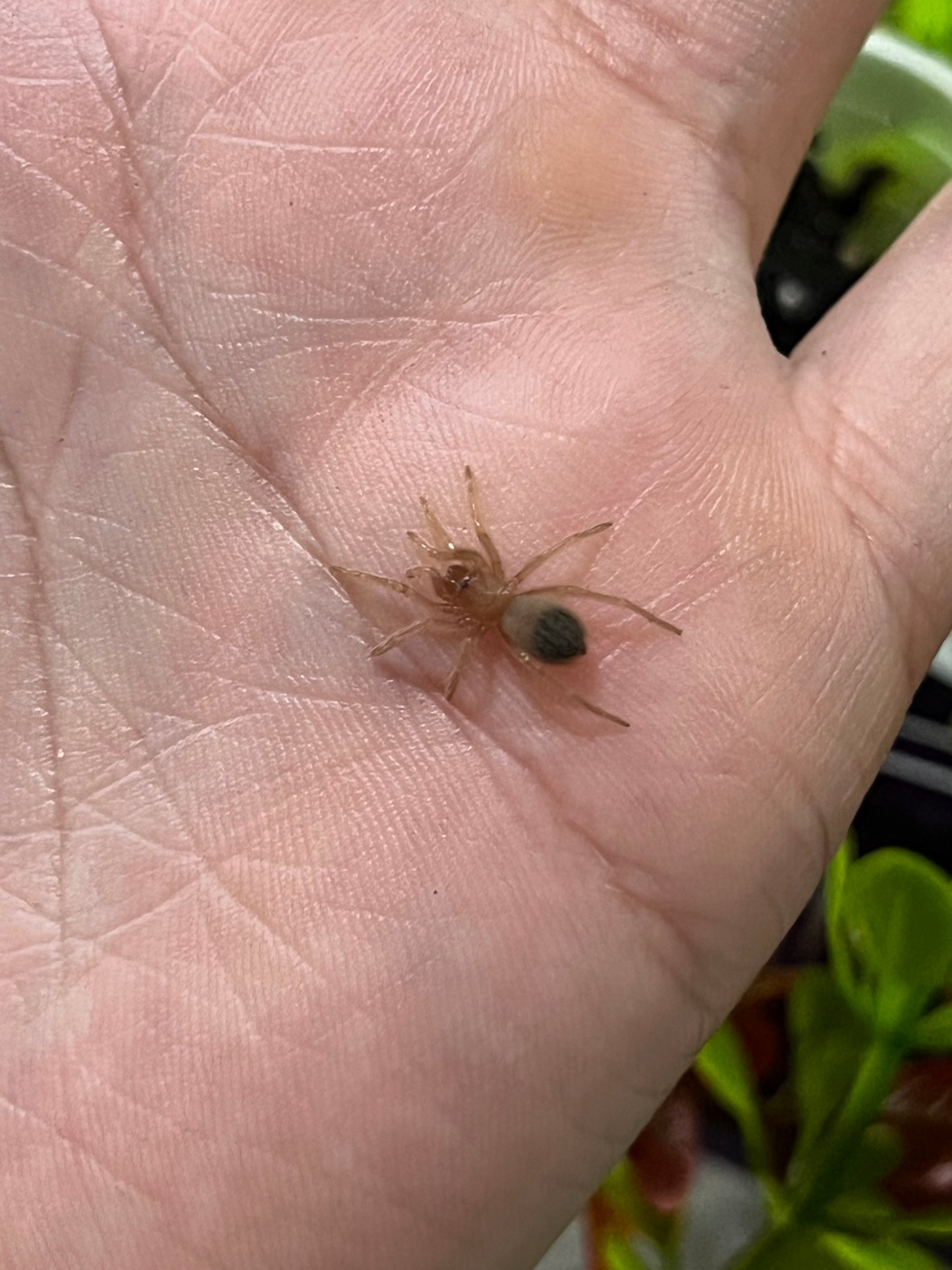 Ling de tarántula mexicana dorada (brachypelma albiceps) anexo última foto de un ejemplar adulto