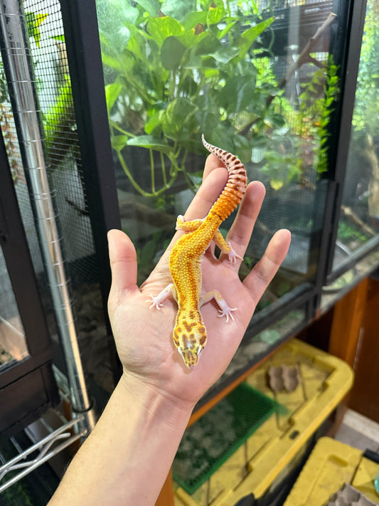 GECKO LEOPARDO Raptor (Ruby Eye) macho 2