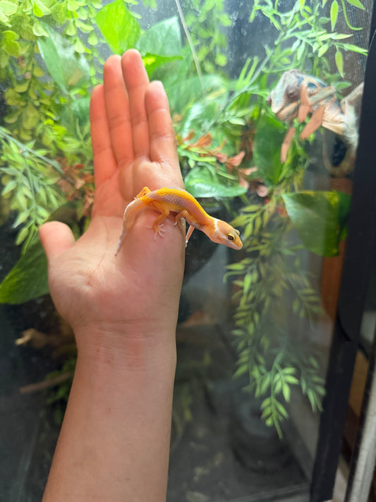 GECKO LEOPARDO TANGERINE ALBINO TREMPER HET ECLIPSE