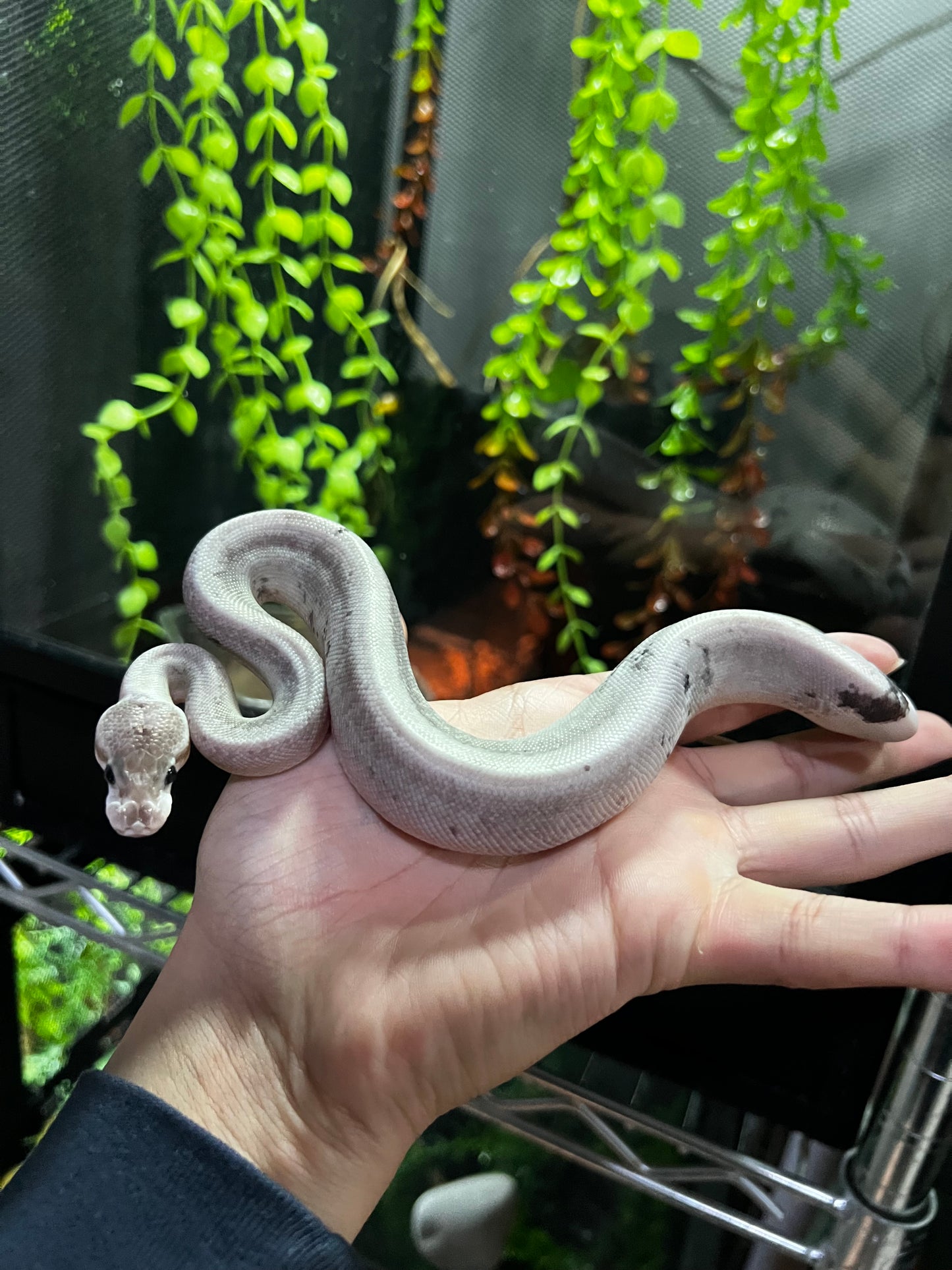 CINNAMOM BP FIREFLY POSS CALICÓ HEMBRA 39
