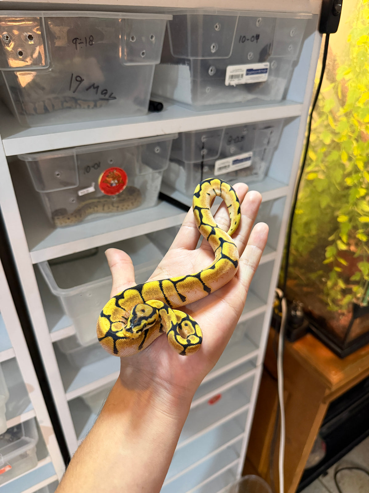 PITÓN BOLA SPIDER ENCHI ORANGE DREAM MACHO HET PIED 11-11