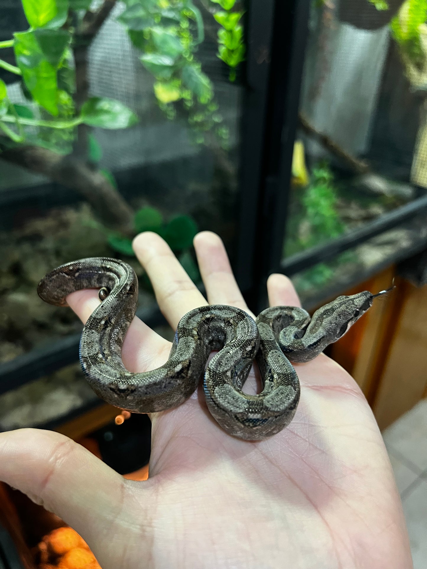 BOA MEXICANA LOC VERACRUZ HEMBRA 14