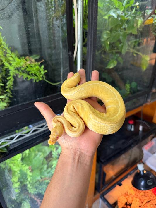 PITON BOLA PINSTRIPE ALBINO HET PIED HEMBRA 1 (CON MICROCHIP)