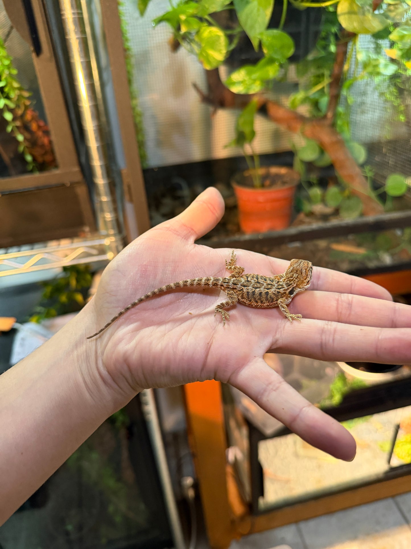 DRAGÓN BARBUDO HYPO 4P