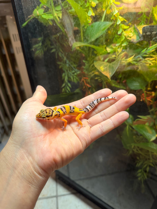 GECKO LEOPARDO HIGH YELLOW POSS HET RAINWATER INCUBADO PARA HEMBRA 224