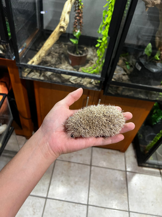 ERIZO PIGMEO AFRICANO 4