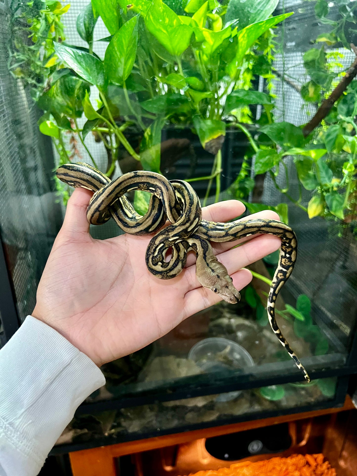 PITON RETICULADA TIGER 100% HET PIED HEMBRA 50cm aprox. 04-07