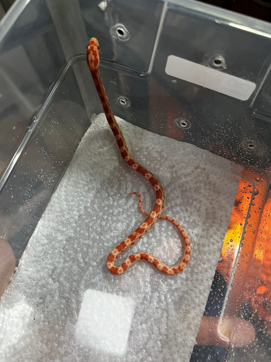 SERPIENTE MAICERA AMEL MACHO 37