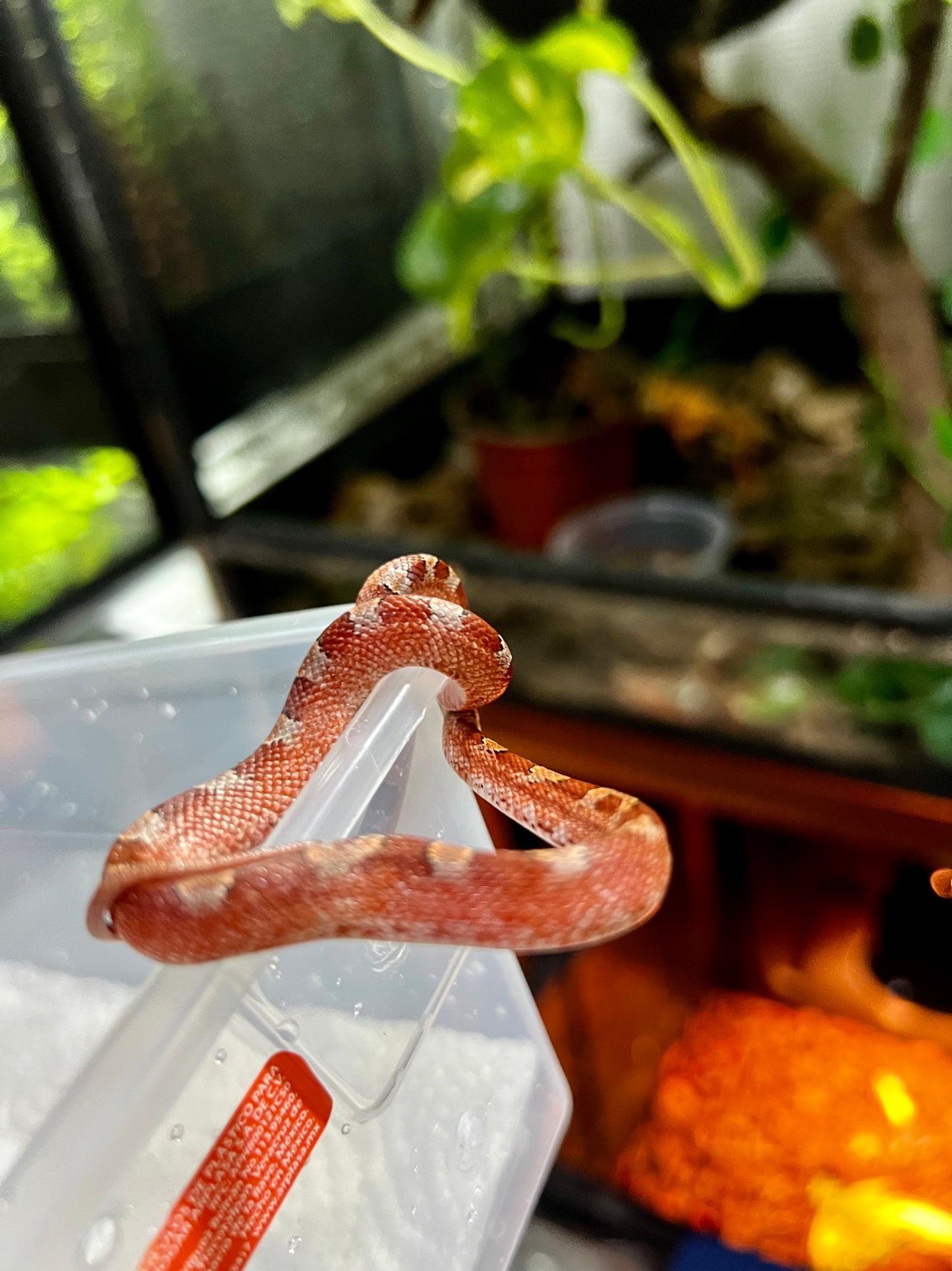 SERPIENTE MAICERA BLOOD RED PIEDSIDE HEMBRA 5