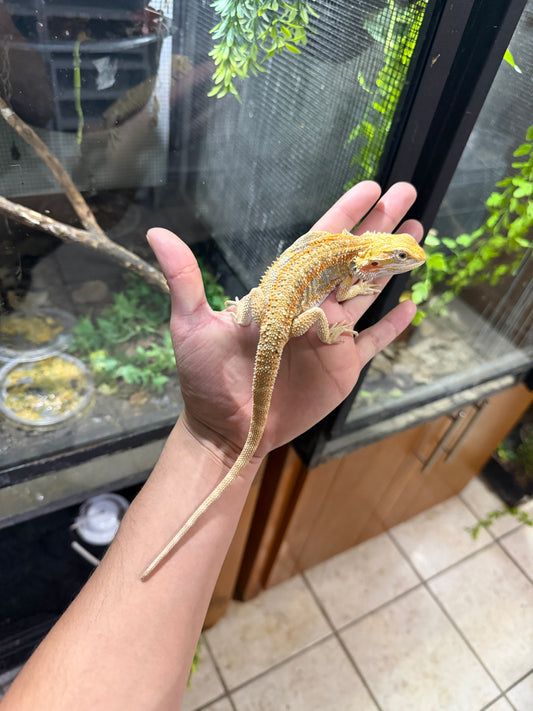 POGONA HYPO 9