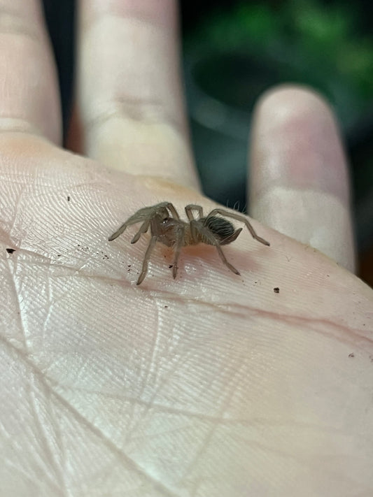 Ling Tarántula veracruzana (tliltocatl kahlenbergi) anexo última foto de un ejemplar adulto)