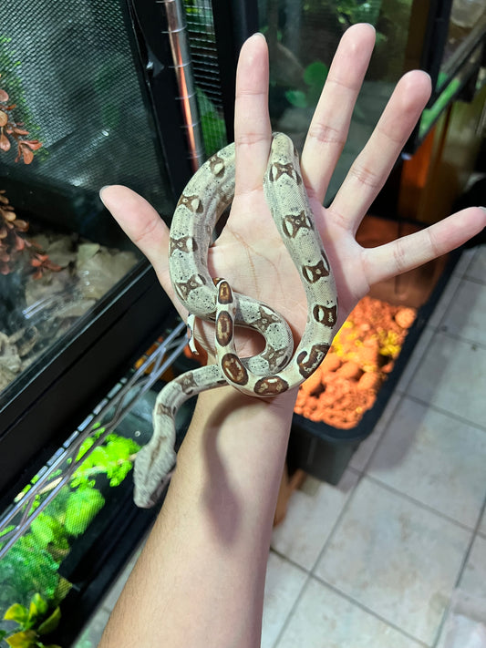 BOA COLOMBIANA HYPO POSS ANERY MACHO 17/49