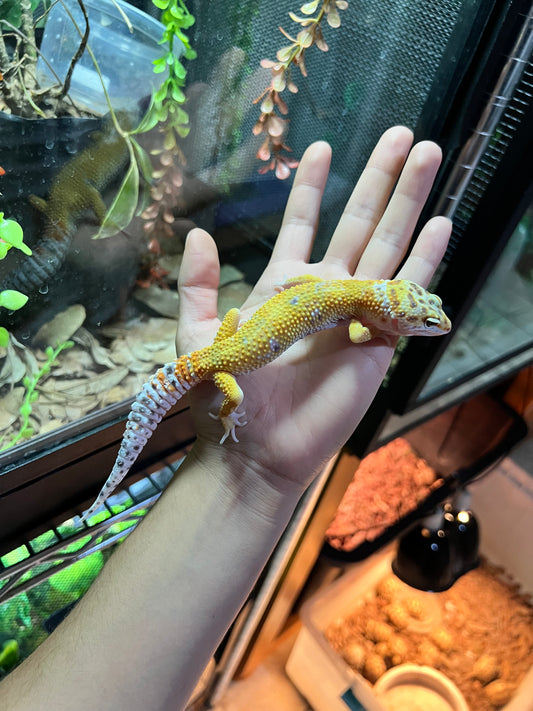 SÚPER HYPO TANGERINE MACHO 22