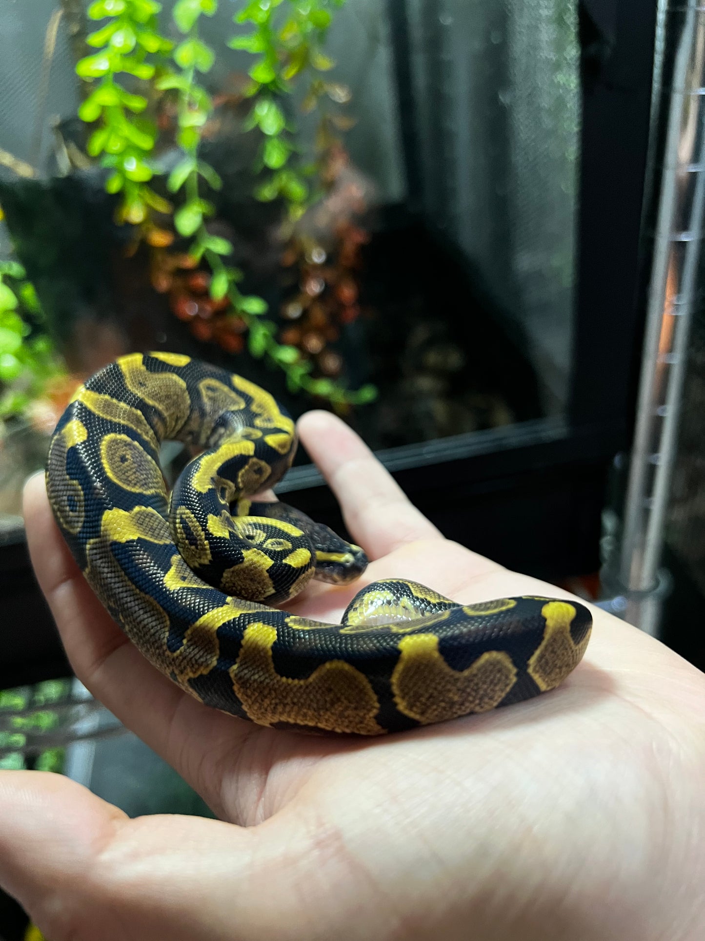 YELLOW BELLY MACHO 66